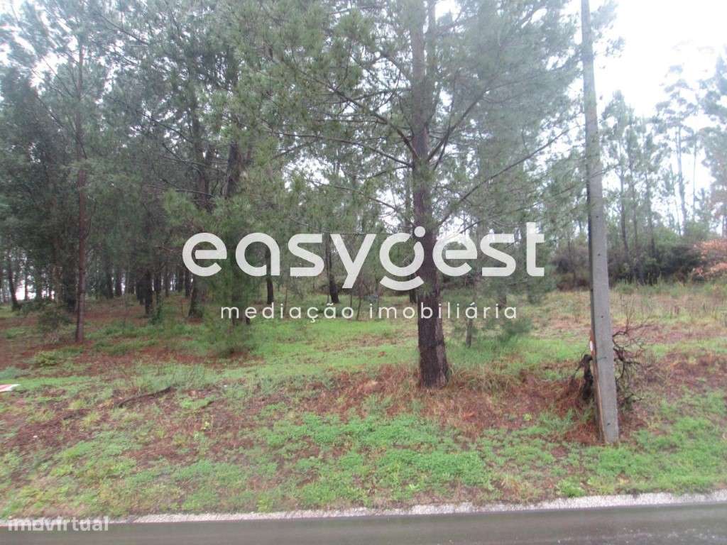 Terreno em Zona Florestal - Grande imagem: 5/5