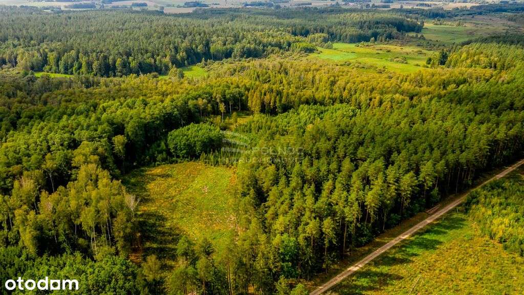 Działka rolno-leśna na sprzedaż – Dobrzyniówka - Pełny obrazek: 5/8
