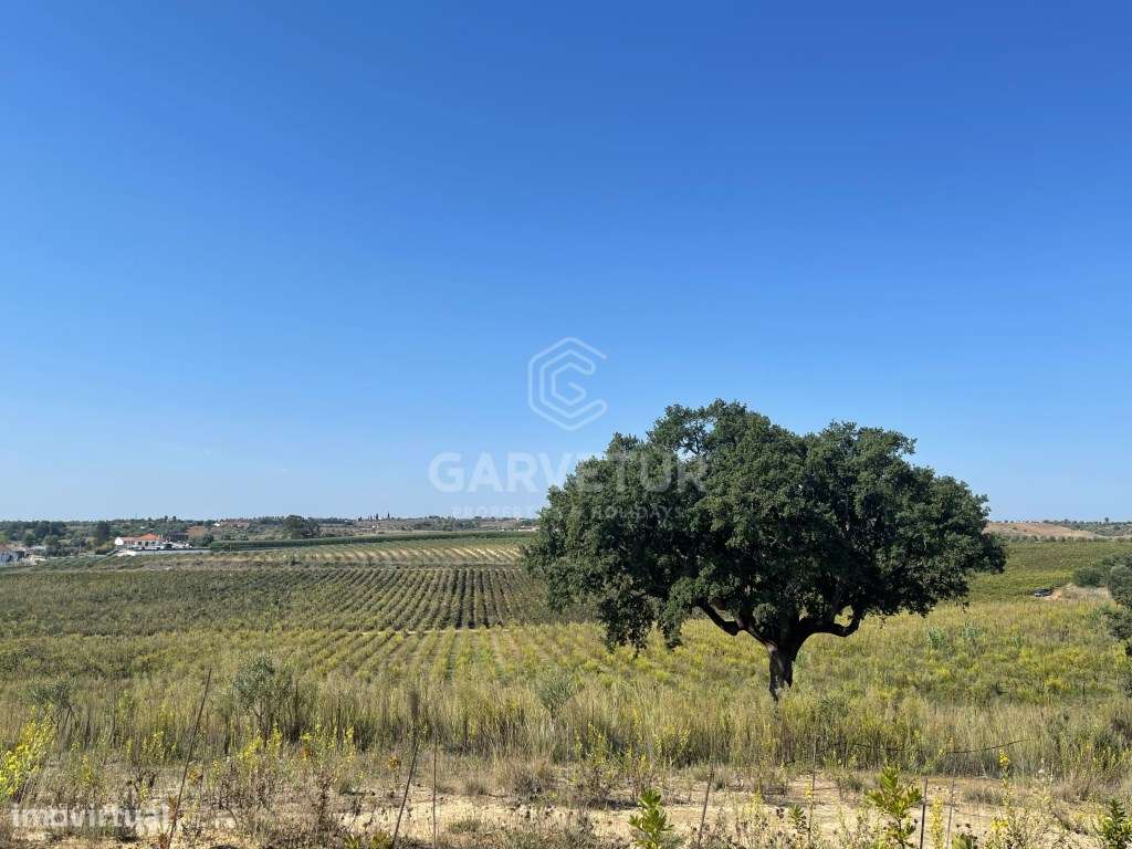 Propriedade com 18 hectares, com olival e vinha em Torres Novas - Grande imagem: 4/18