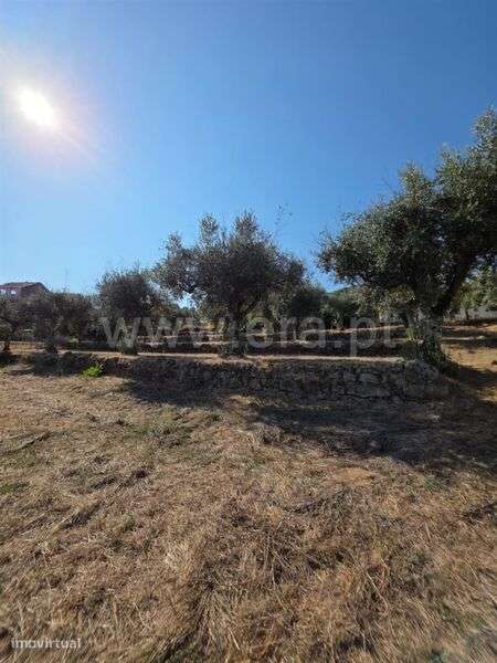 Quinta / Gouveia, Rio Torto e Lagarinhos - Grande imagem: 5/20