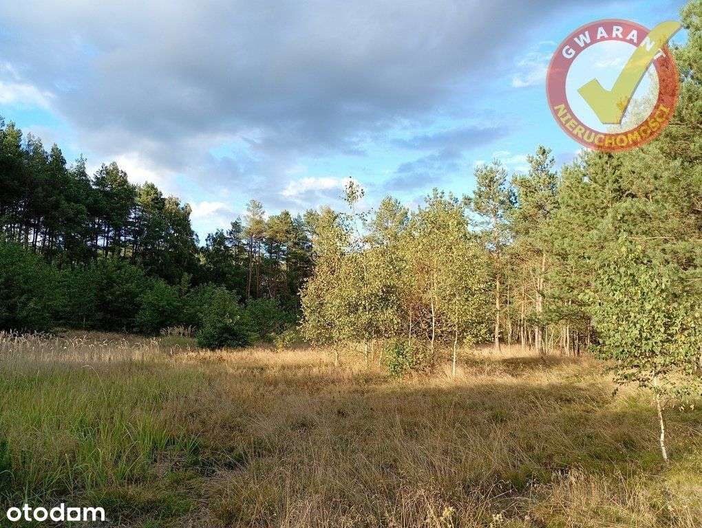 Działki bez i z własnym lasem w pięknym miejscu. - Pełny obrazek: 4/6