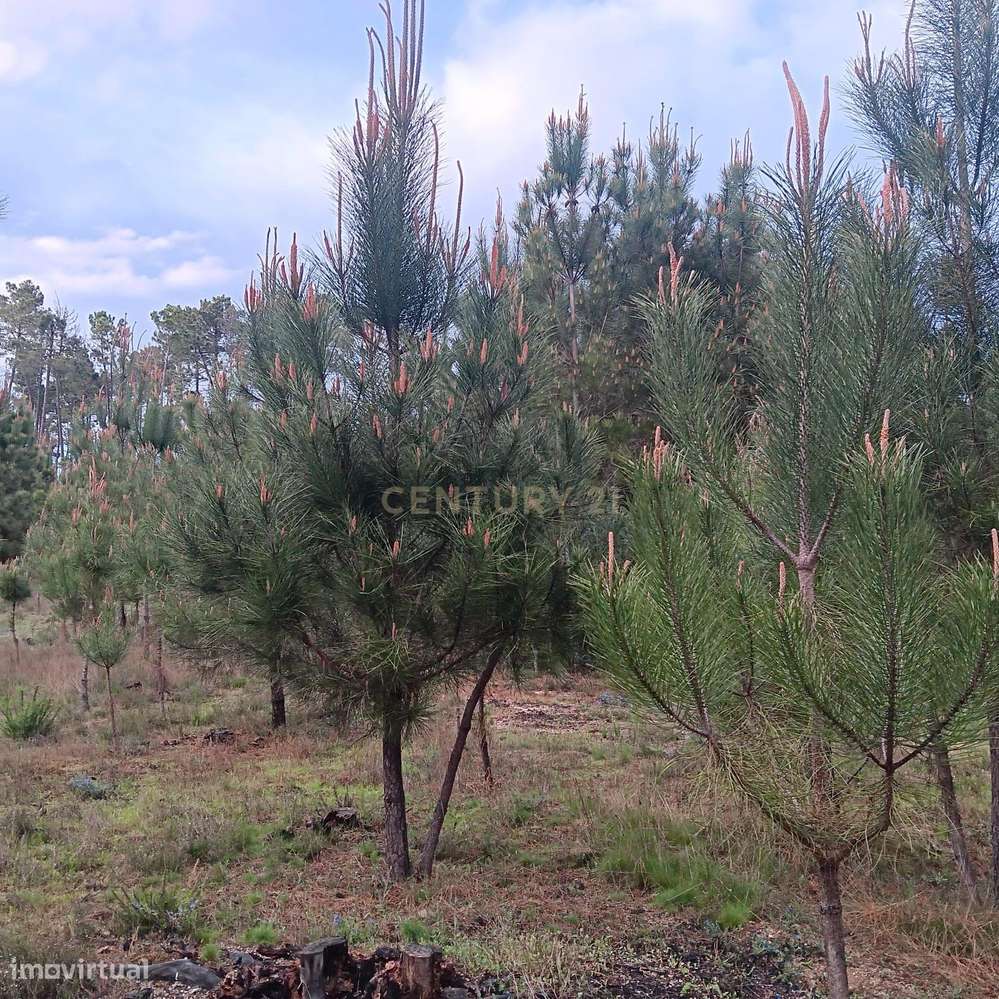 Pinhal à venda em ranhados, Viseu - Grande imagem: 4/6