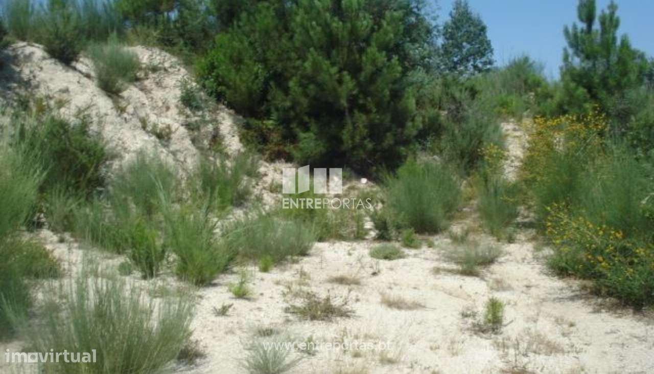 Venda Lote, vista desafogada, Grilo, Baião - Grande imagem: 2/8