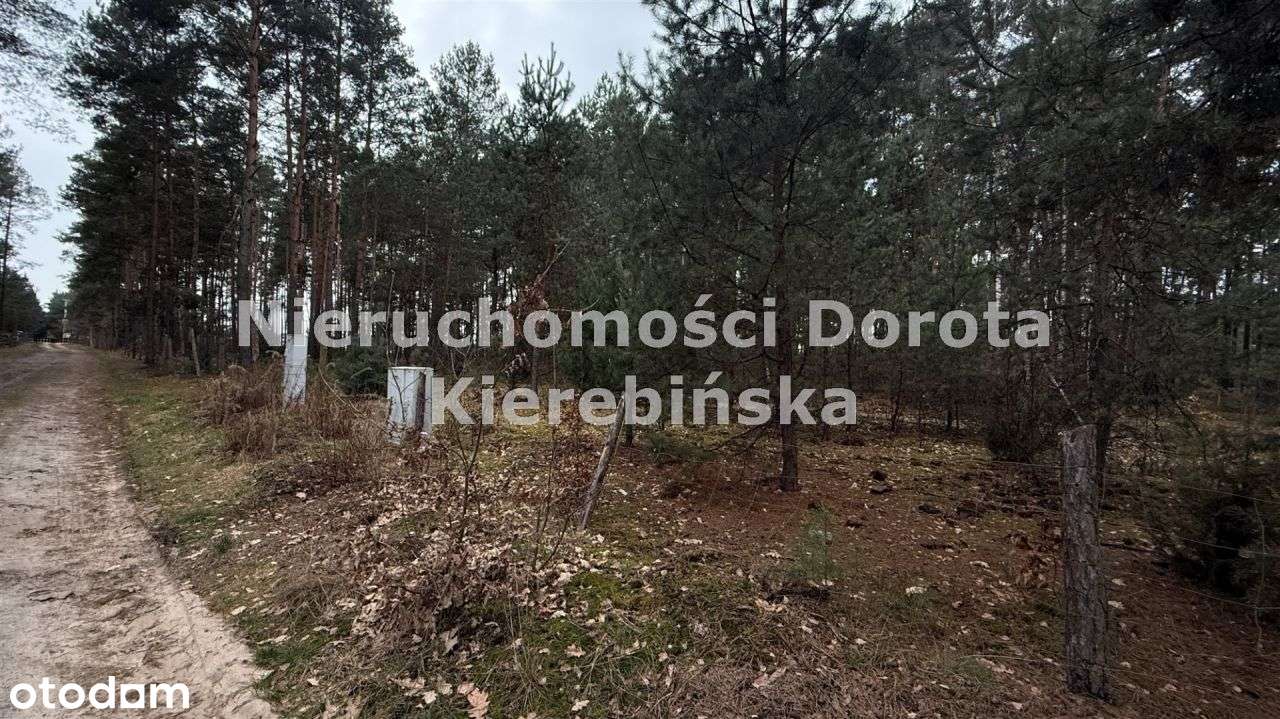 Dzia≥łka leśna w Karolinowie przy Zalewie. - Pełny obrazek: 5/12