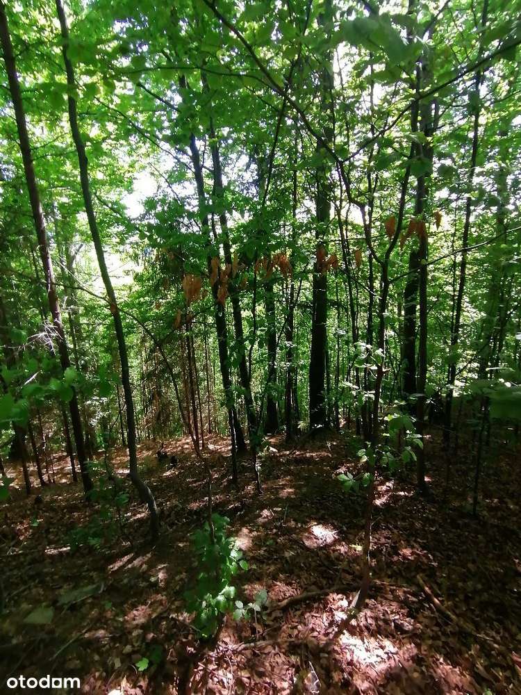 Zawadka, działka rol-bud, 63 ary - Pełny obrazek: 4/5