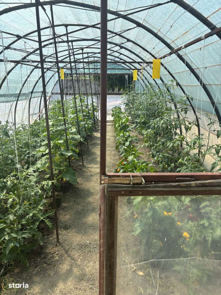 Vand casa cu teren 3900 mp Sag 280000 euro-7