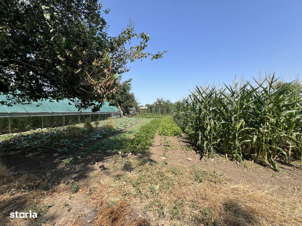 Teren 1670 MP Cornetu - Imediata apropiere de Bucuresti / Comision 0% - Imagine principală: 5/7