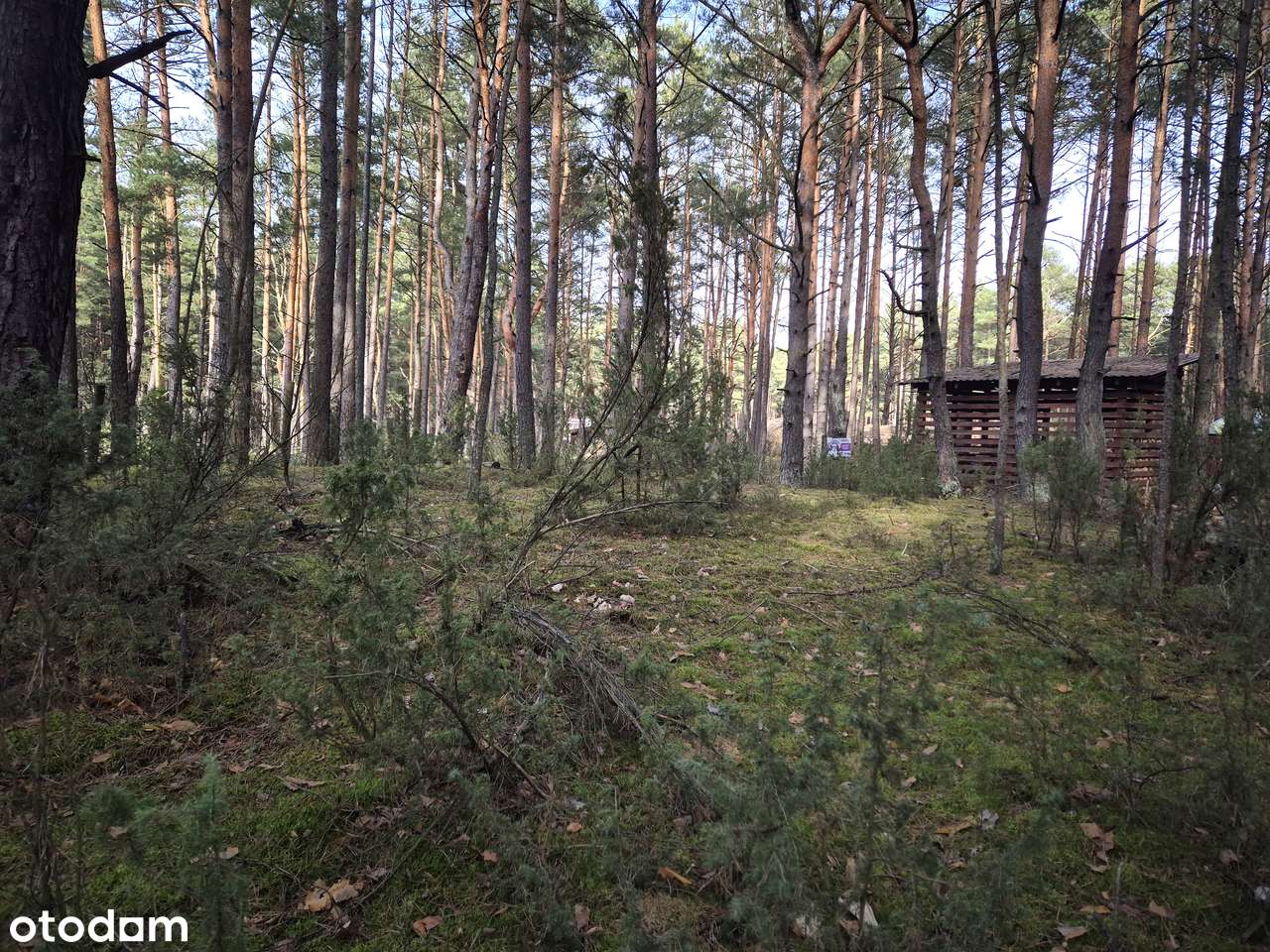 Cicha działka leśna. Popowo Letnisko. Serock. Zalew Zegrzyński. MPZP.-6