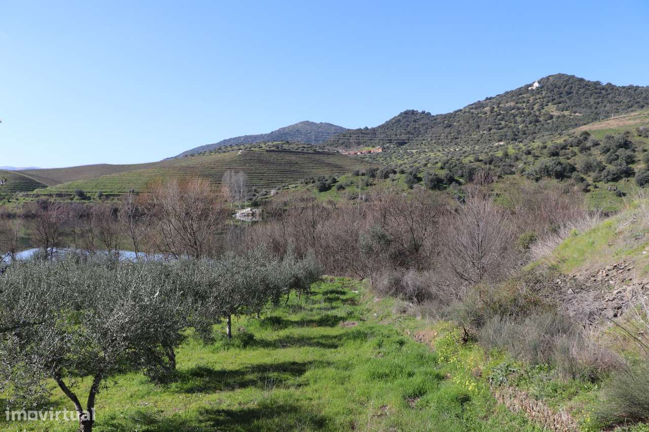 Quinta  Venda em Torre de Moncorvo,Torre de Moncorvo - Grande imagem: 4/34