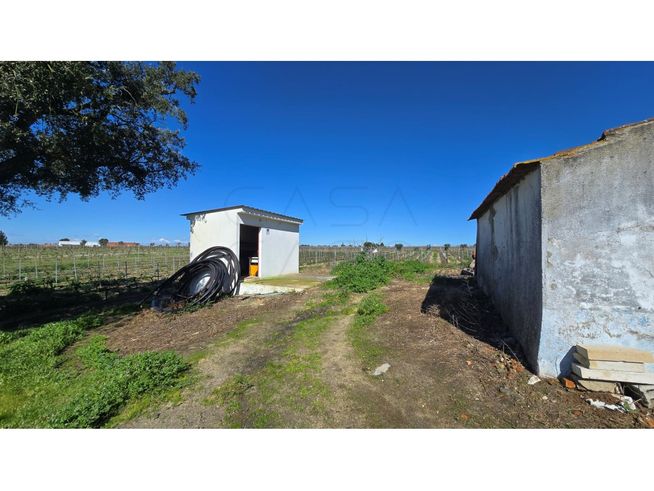 Herdade de 28.000m2 com vinha moscatel e habitações-14