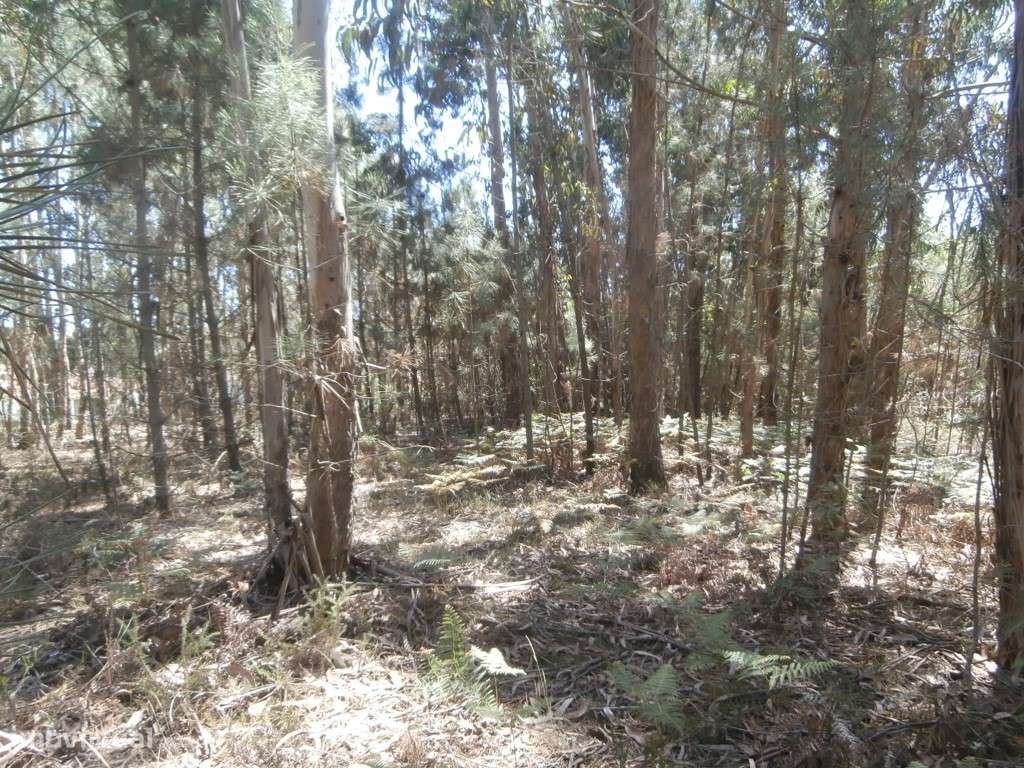 Terreno a Eucaliptal em Paradela (venda judicial - verba n.º 9) - Grande imagem: 4/6