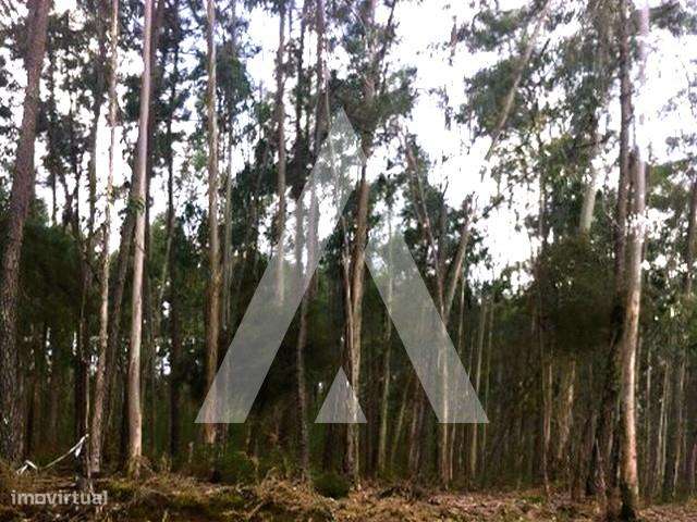 Terreno eucaliptal a um passo do centro de Ílhavo - Grande imagem: 4/6
