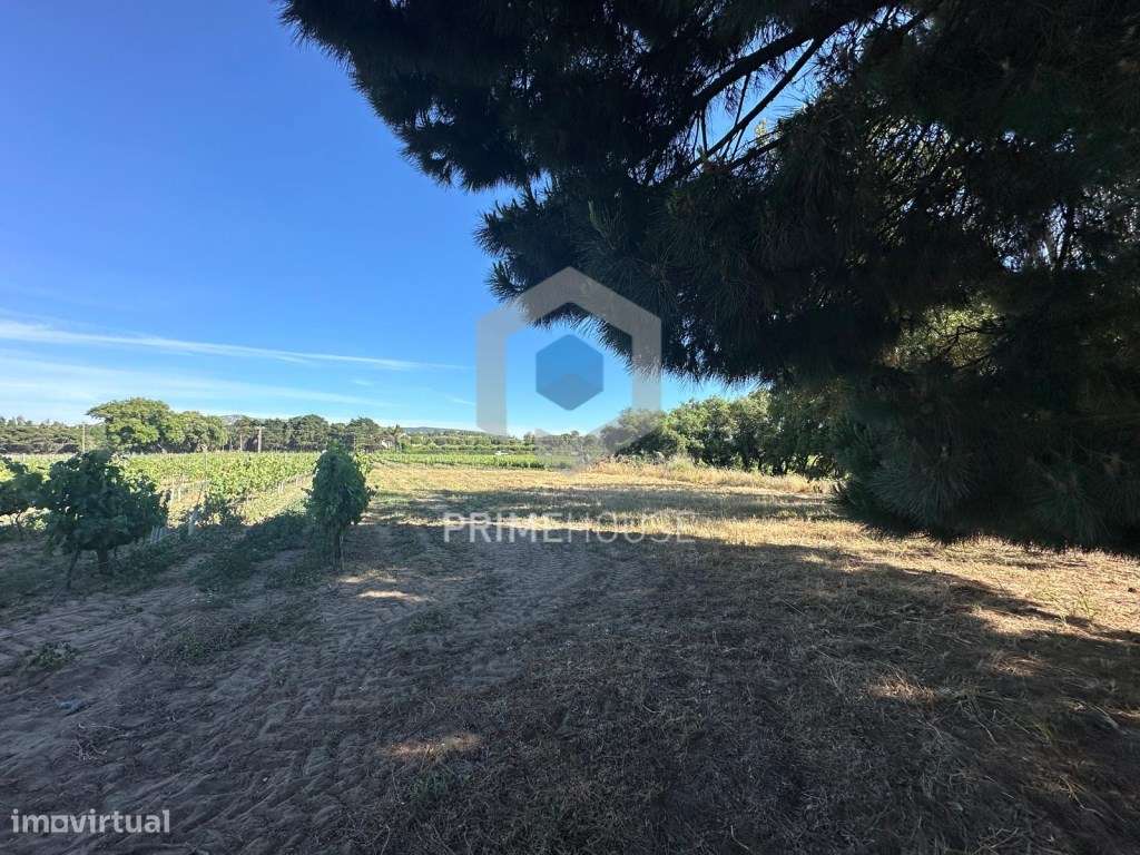 Propriedade com 60.000 m2 com localização sublime , em Azeitão - Grande imagem: 5/52