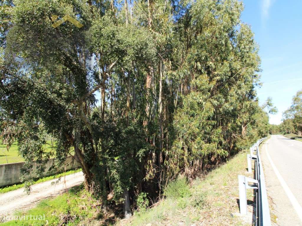 Quintinha de 9.000m2 em Proença-a-Velha. - Grande imagem: 3/32