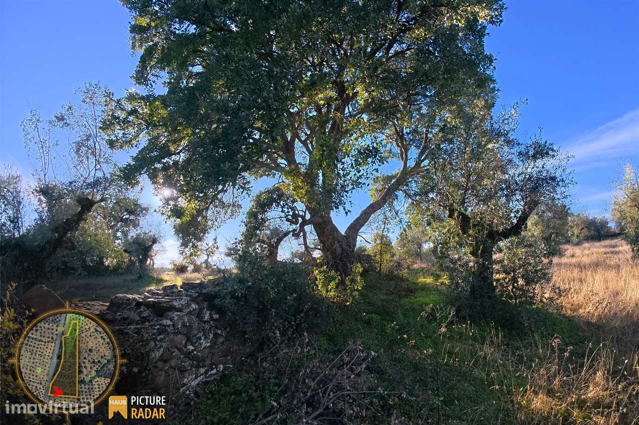 Terreno Plano 6.700m² c/ Vistas Panorâmicas – Salgueiro do Campo-14