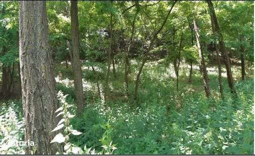 Teren Didesti, ID: R2058941 - Imagine principală: 2/6