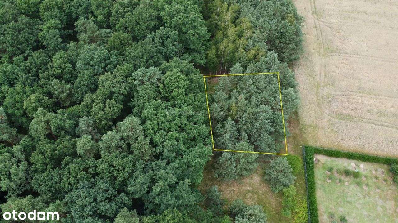 Kameralna działka wśród lasów! - Pełny obrazek: 3/6