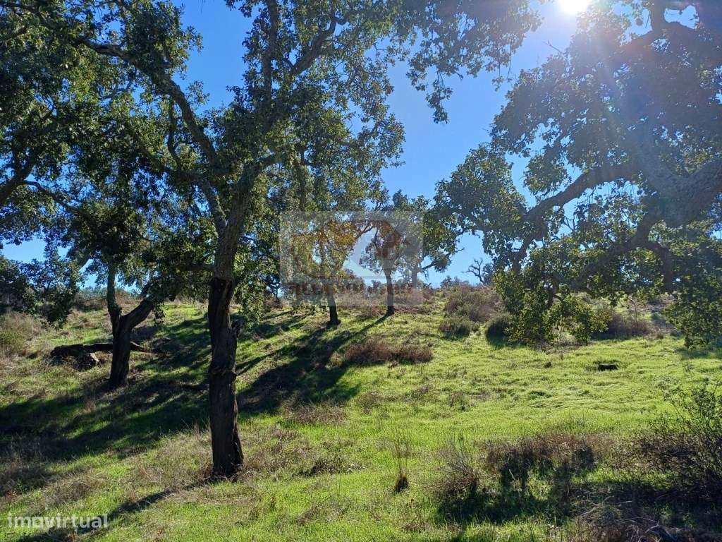 Terreno para habitação de agricultor e Turismo - 20 minutos da Lagoa - Grande imagem: 5/14