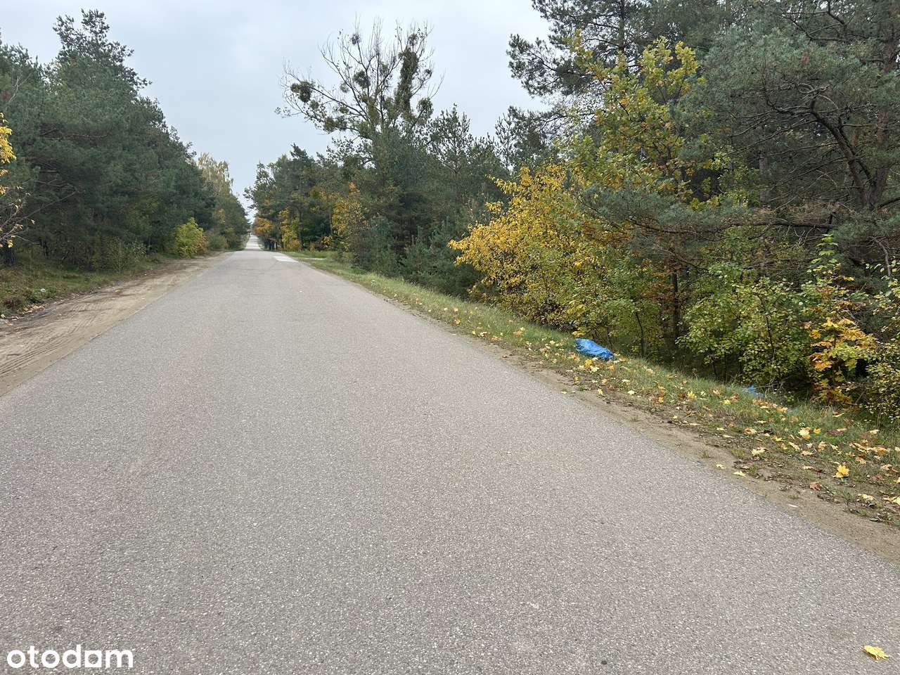 Sprzedam działki o łącznej pow. 3,72 ha. w miejscowości Krajkowo. - Pełny obrazek: 5/6