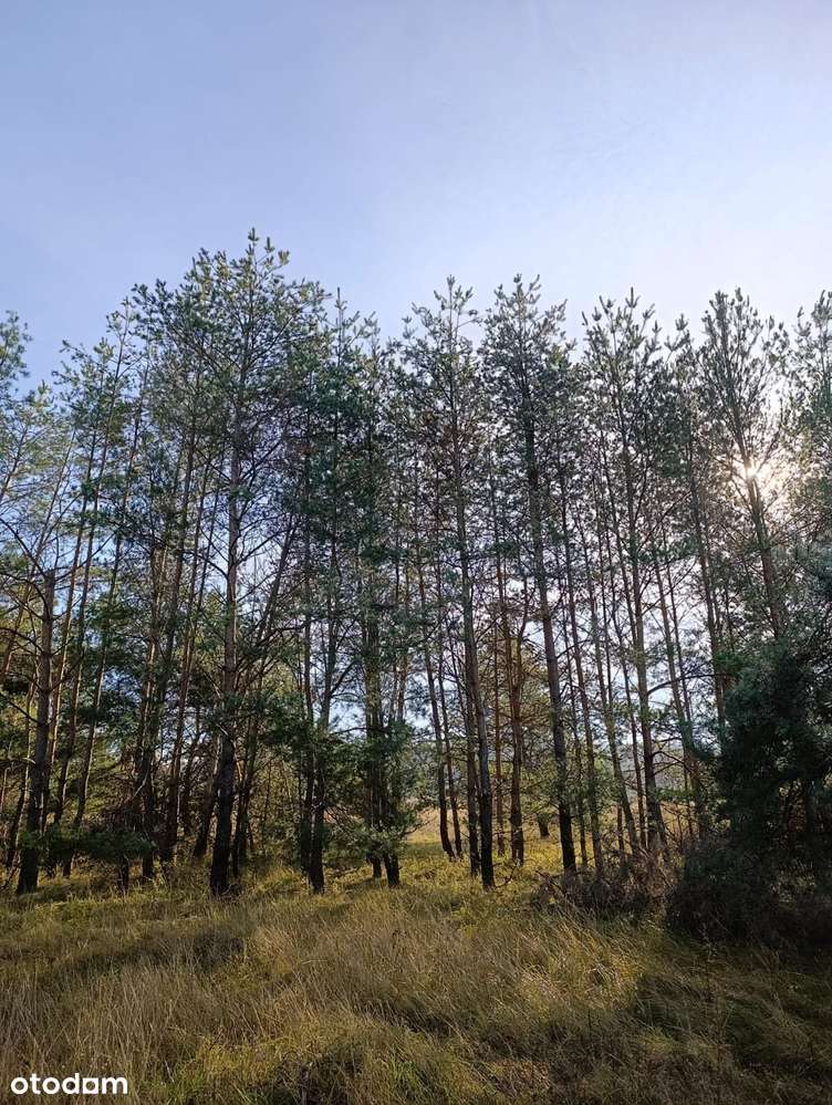 Sprzedam działkę budowlaną w Nowinach (woj. Świętokrzyskie) - Pełny obrazek: 4/8