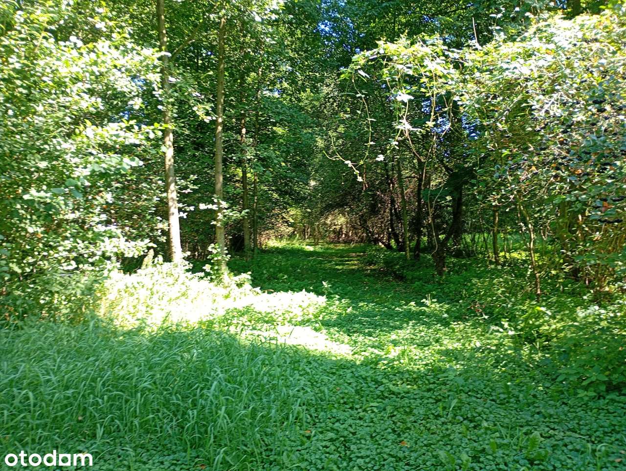 Atrakcyjna działka z warunkami zabudowy - Pełny obrazek: 5/9