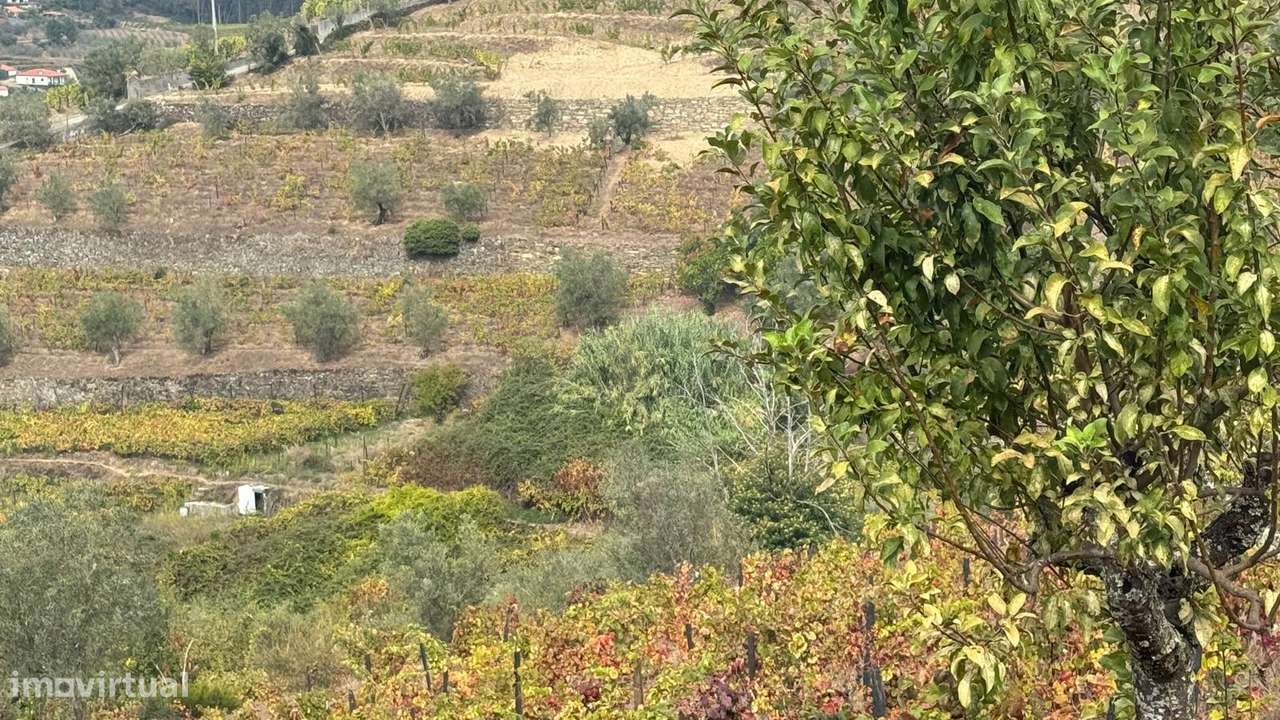 Quinta do Prado em Moura Morta, Régua-10