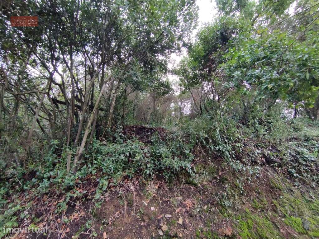 Terreno Rústico em Coimbra - Ceira - Grande imagem: 3/3