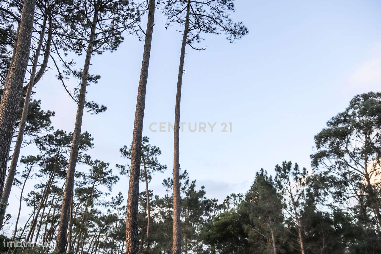 Terreno Rustico - Grande imagem: 5/29