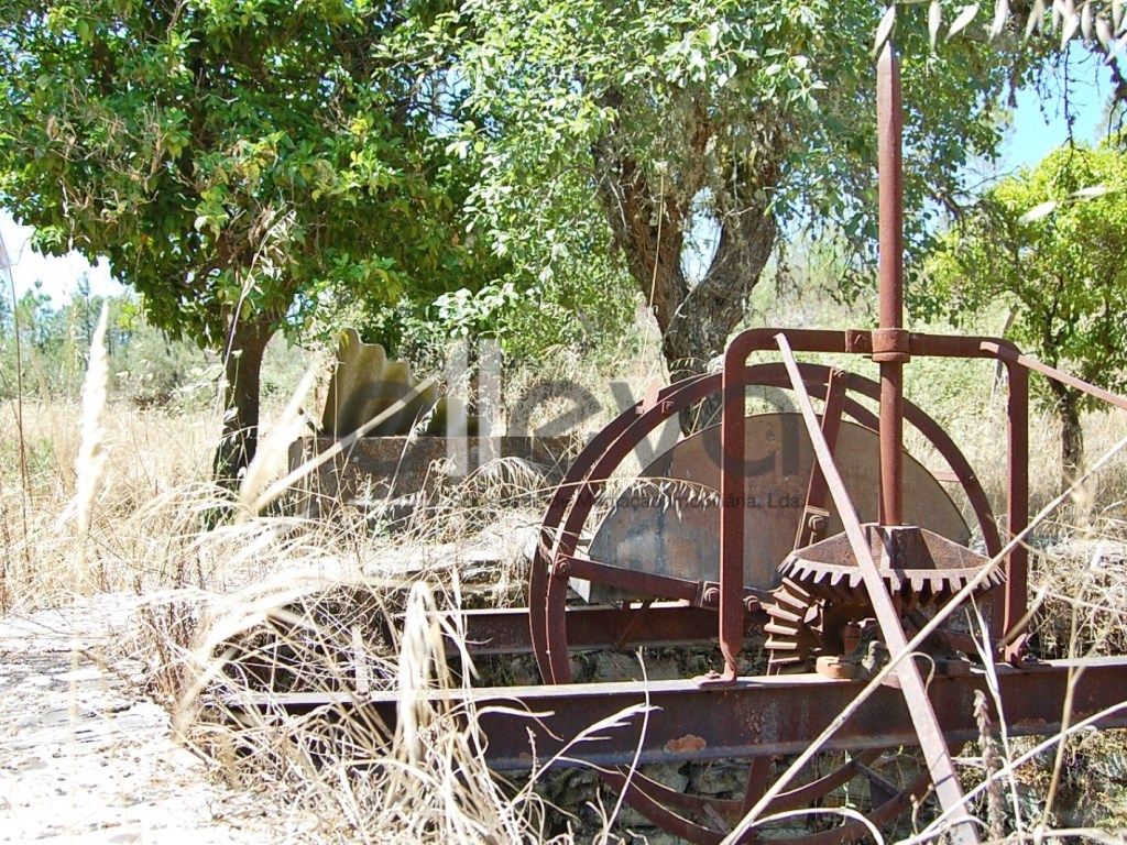 Terreno com pinhal e zona de cultivo