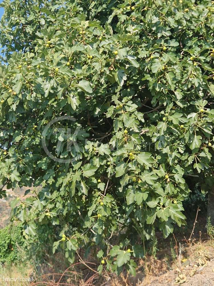 Terreno para Construção Gove, Baião - Grande imagem: 4/8