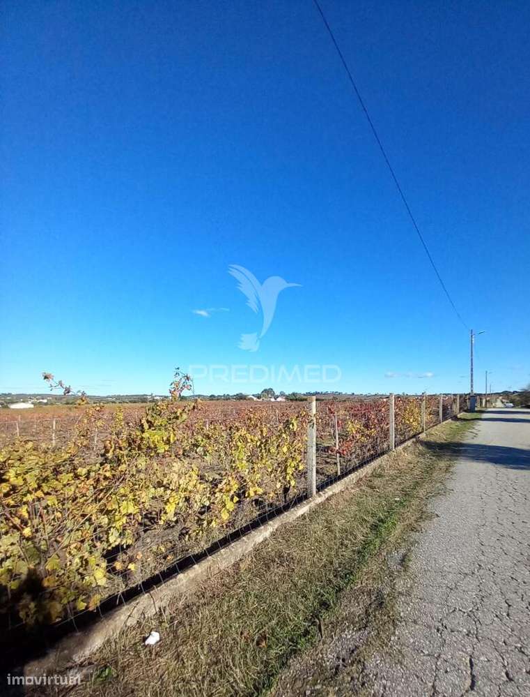 QUINTA AGRICOLA - Grande imagem: 4/11