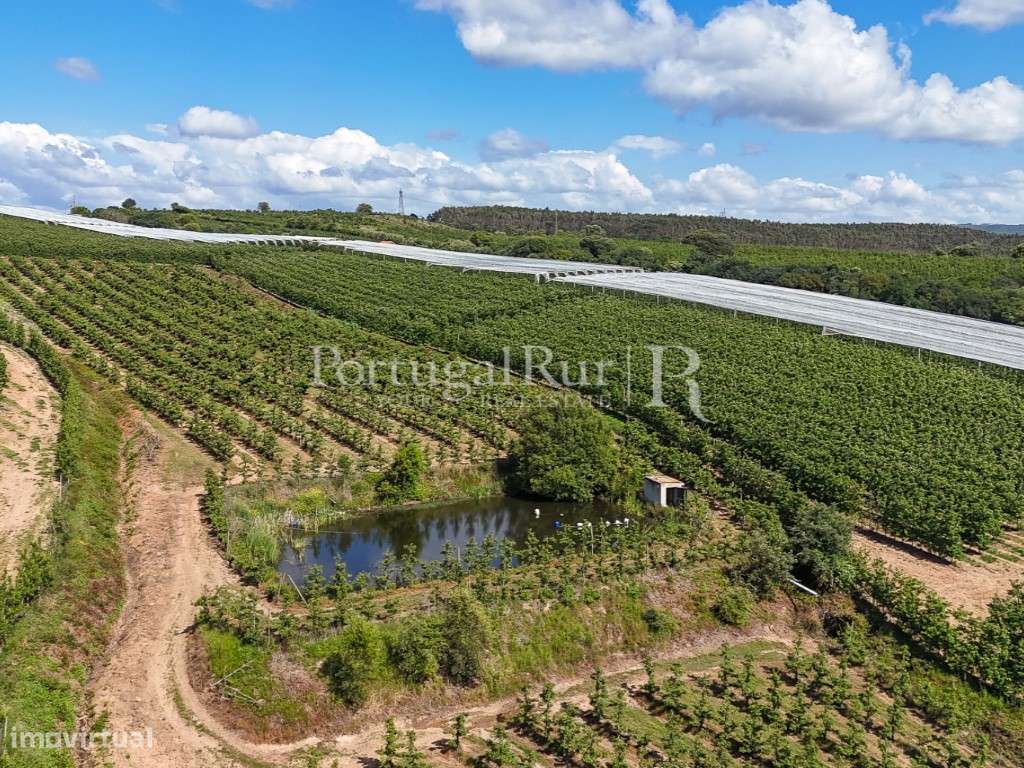 Exploração Agrícola com 37 ha e produção de Pera Rocha no Cadaval-7