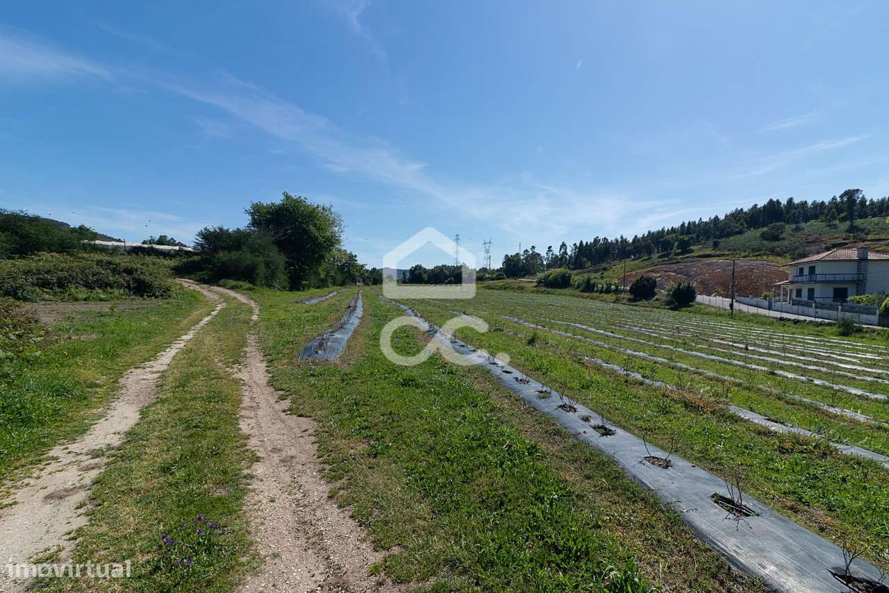 Quinta com Produção de mirtilo e framboesa em Requeixo - Póvoa de Lanh - Grande imagem: 3/29