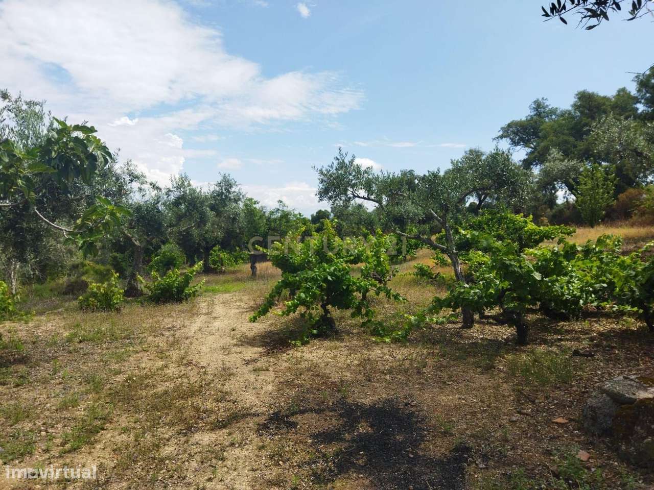 Terreno rústico | Lousa CTB, Castelo Branco-17