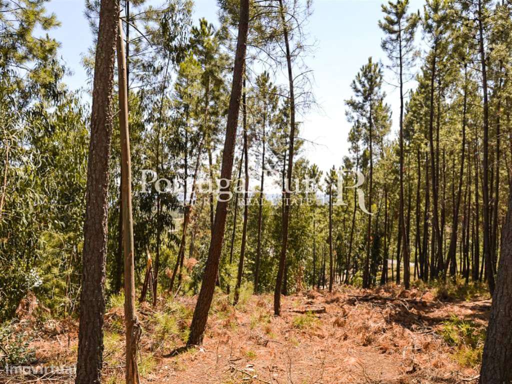 Terreno Rústico com Pinhal e Eucalipto em Proença-a-Nova - Grande imagem: 5/6