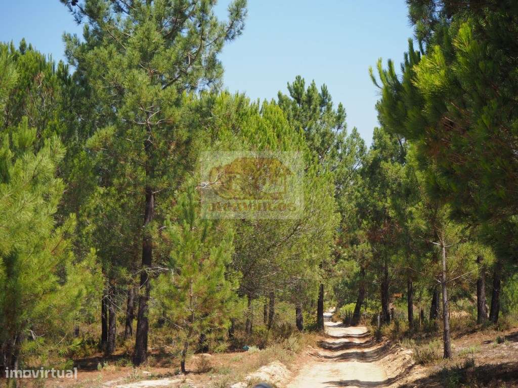 Terreno com pinheiros a 5 minutos da aldeia de Melides e a 10 minut... - Grande imagem: 4/8