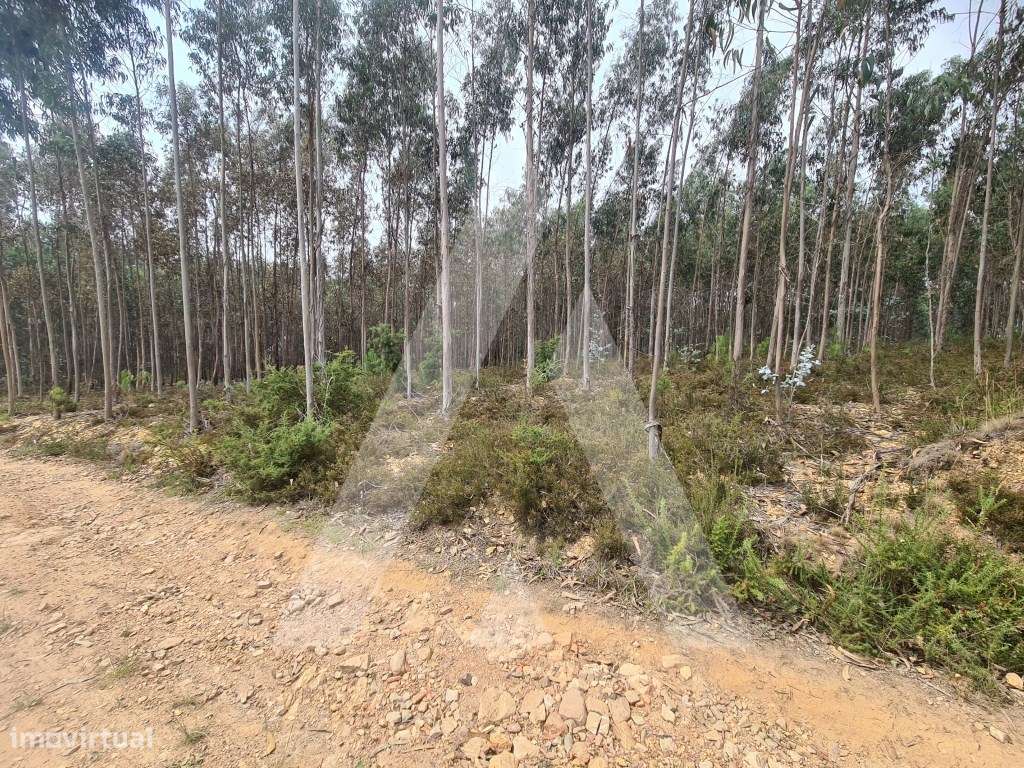 Terreno Industrial em Pinheiro da Bemposta - Grande imagem: 4/4