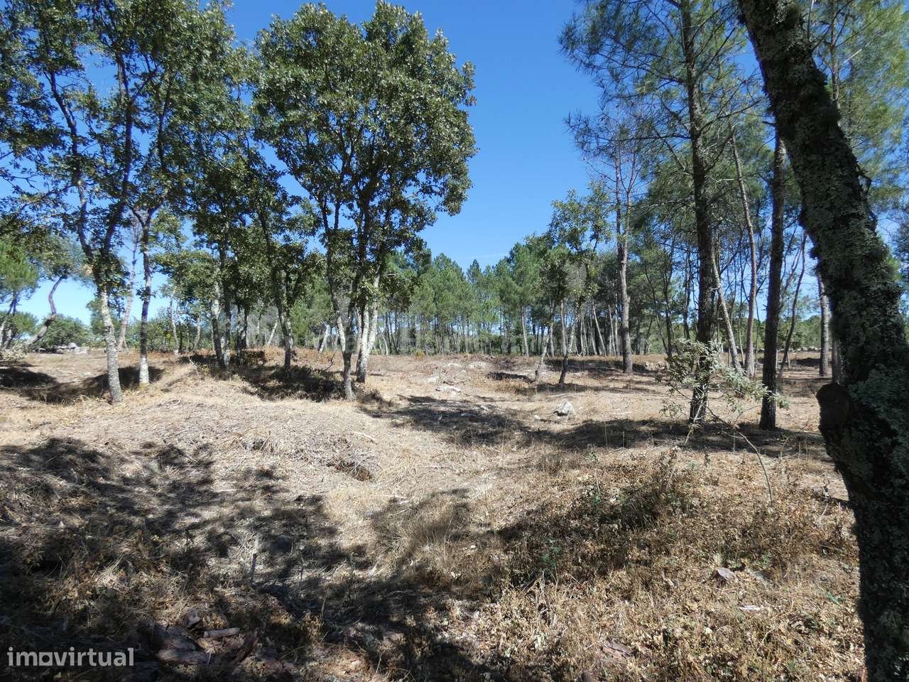 Quinta  Venda em Vila Nova de Tazem,Gouveia - Grande imagem: 5/8