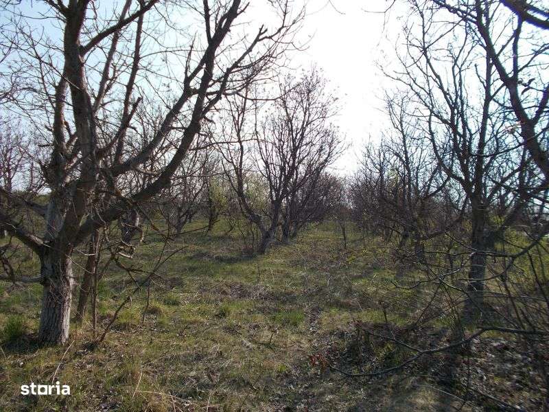 Teren Extravilan Turnu Magurele DN52 - 3200mp - Imagine principală: 4/8