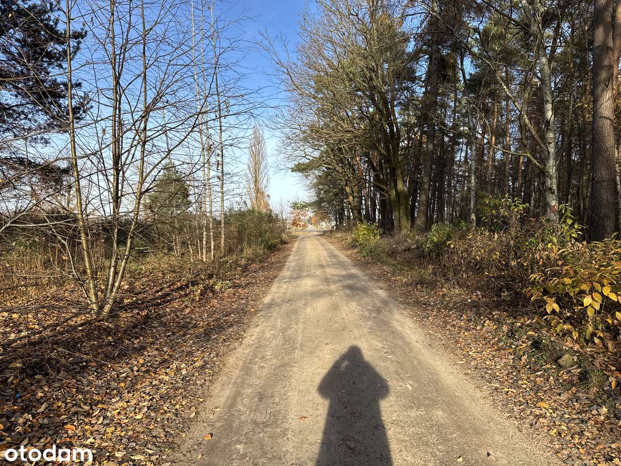 Działka budowlana pod lasem | Prąd i wodociąg - Pełny obrazek: 4/6