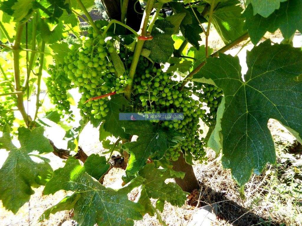 Quinta 10ha de Vinho do Porto e DOC, Pinhão. Portugal, Douro. - Grande imagem: 3/9
