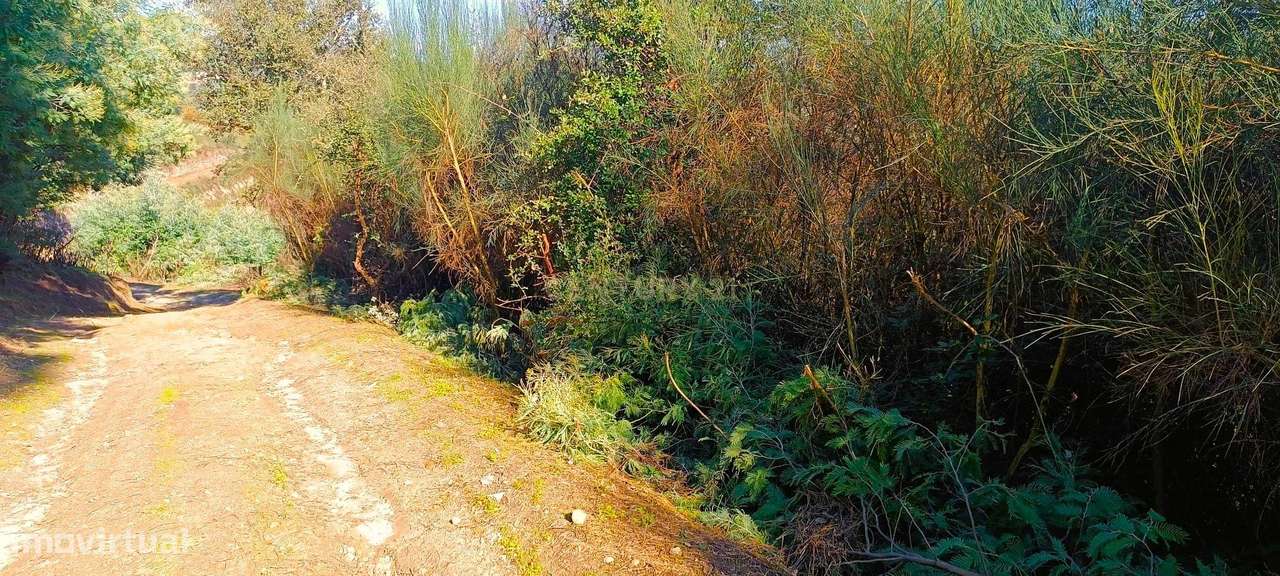 Terreno agrícola em solarenga encosta de Santa Marinha do Zêzere, Baiã - Grande imagem: 5/21