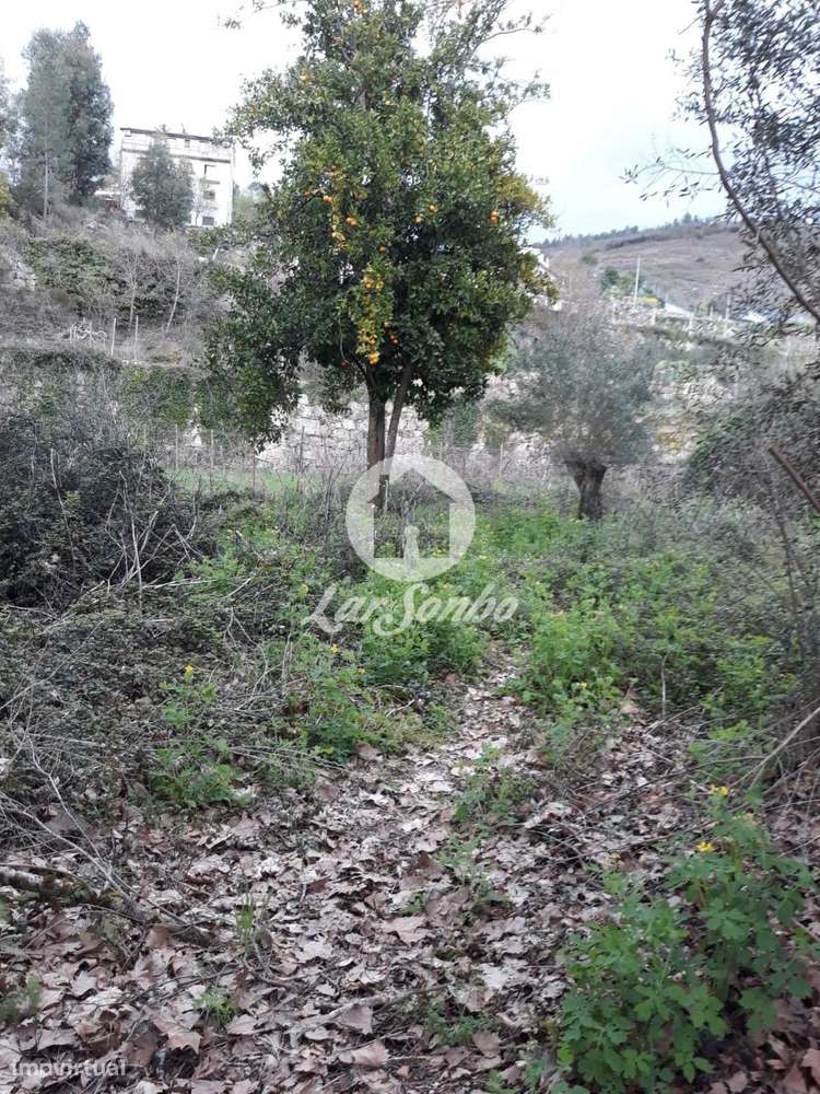 Moradia individual para recuperar com moinho, 1038m2 em Mondim de B... - Grande imagem: 4/13