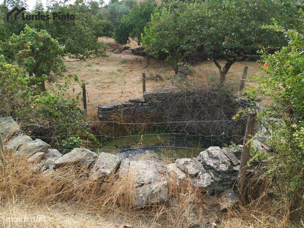 Quinta com muitas árvores de fruto - Grande imagem: 2/20