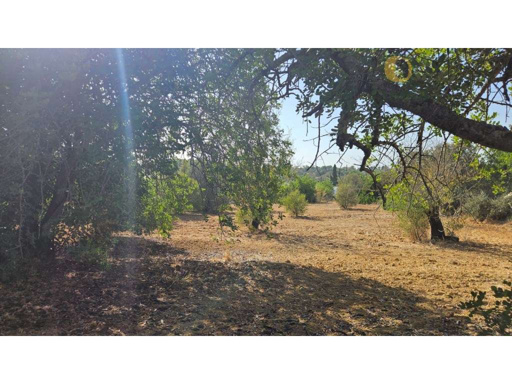 Terreno Rústico- 4.000 m² de Tranquilidade e Natureza - Grande imagem: 5/18