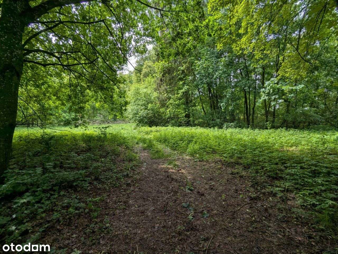 Zabytkowy Park Pałacowy/Dworski z XIX w. - 7.27ha - Pełny obrazek: 5/13