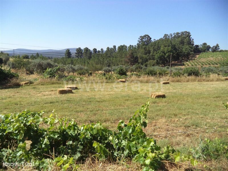 Quinta / Fundão, Pêro Viseu