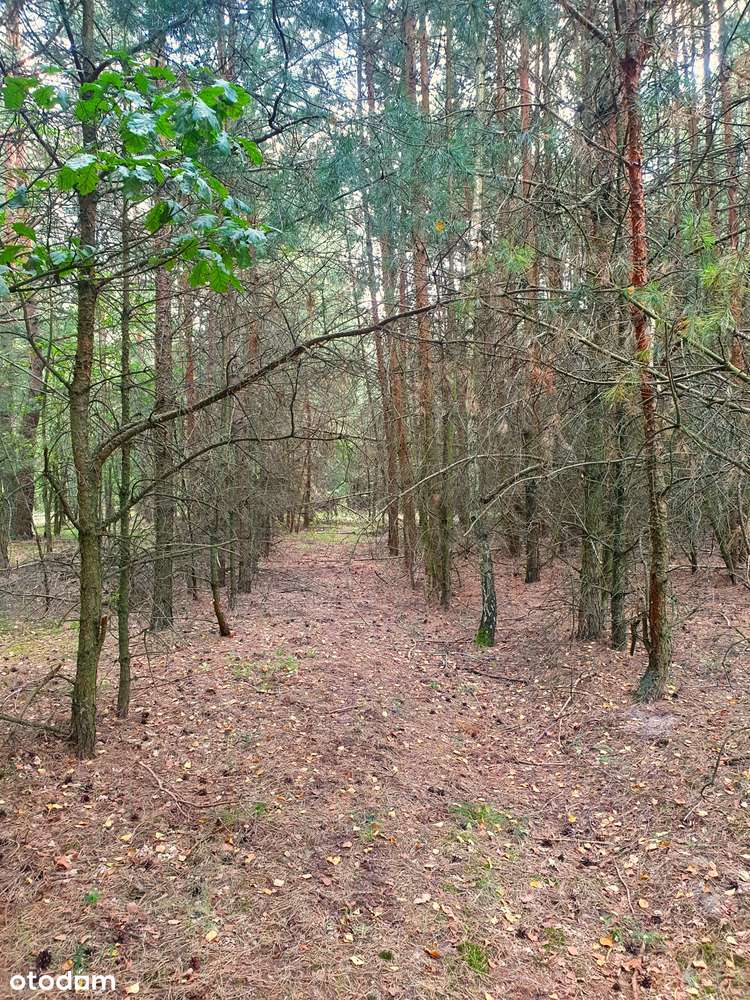 Urokliwe działki budowlane w sąsiedztwie lasu-6