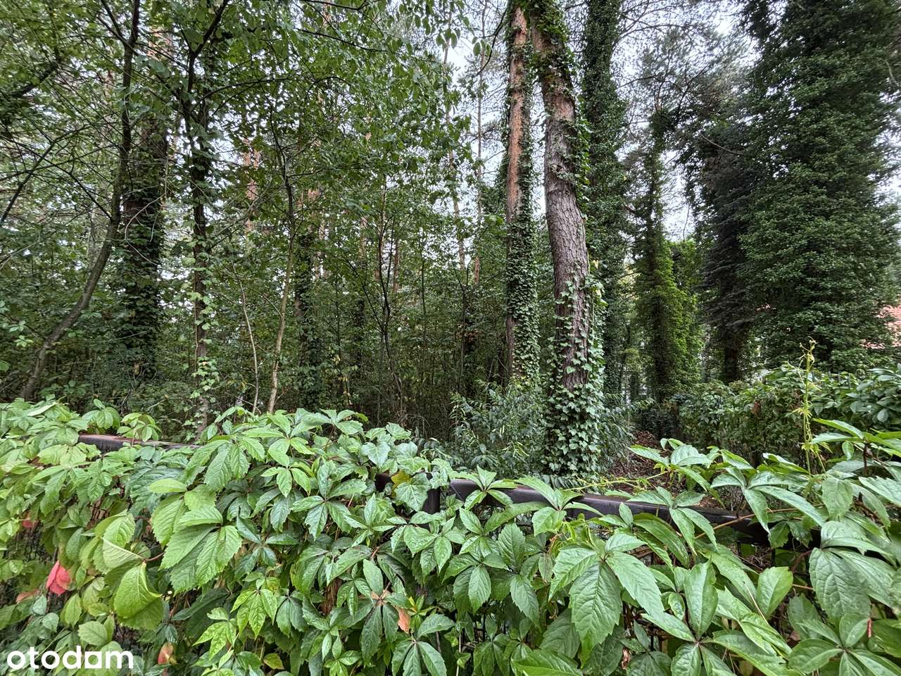 Działka budowlana Magdalenka cena do negocjacji - Pełny obrazek: 4/6