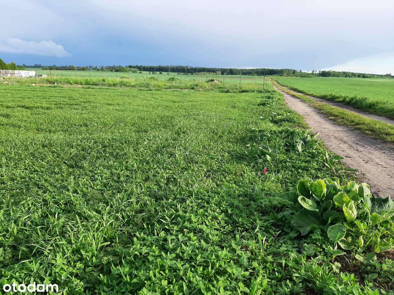 Działka z warunkami zabudowy 2990m2 - Pełny obrazek: 5/6